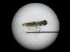 Argyresthia spinosella